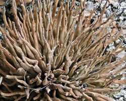 Roccella tinctoria DC Taxon Atlantique-Manche